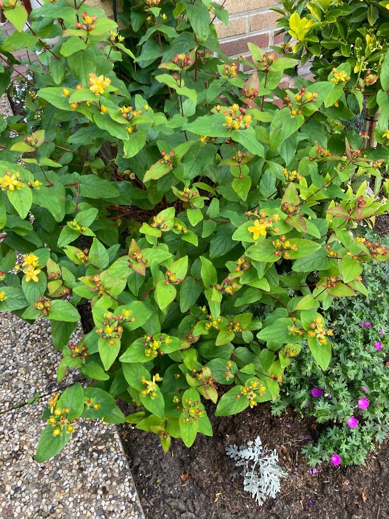 Hypericum / Hertshooi, Ophalen, Overige soorten, Struik, Minder dan 100 cm