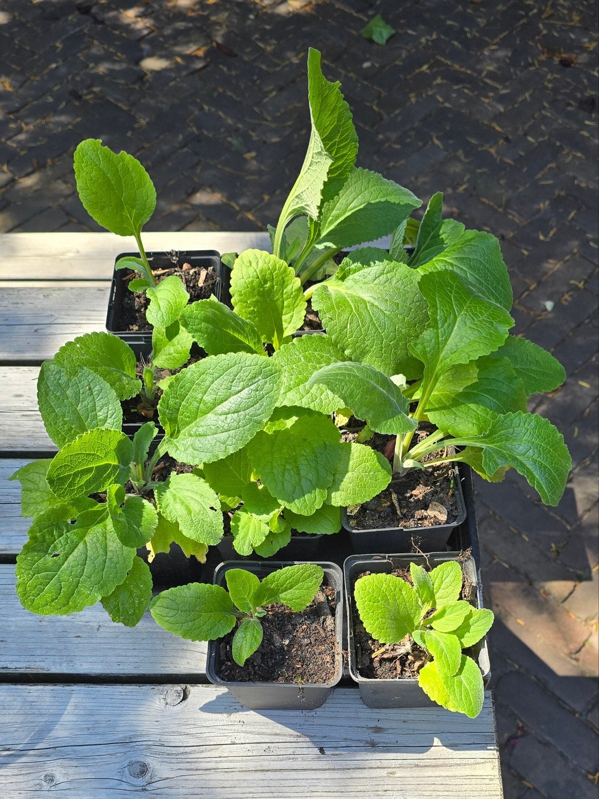 11 stuks jonge plantjes vingerhoedskruid, Tuin en Terras, Planten | Tuinplanten, Ophalen, Volle zon, Groenteplanten, Eenjarig