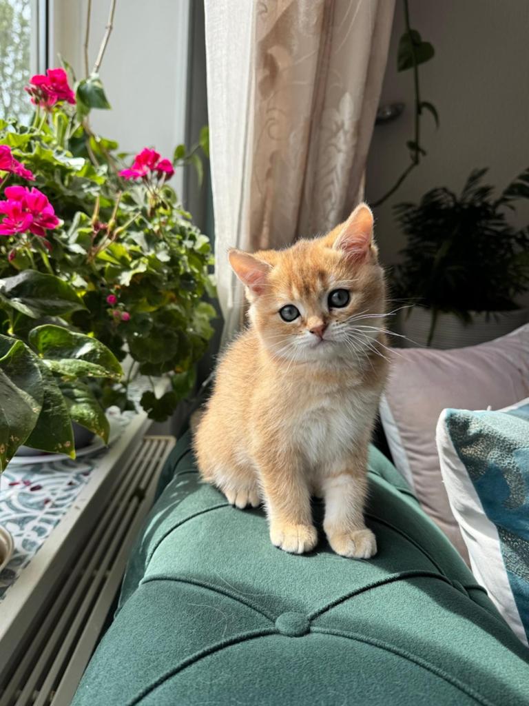 Drie British Shorthair katten, Dieren en Toebehoren, Meerdere dieren, 0 tot 2 jaar