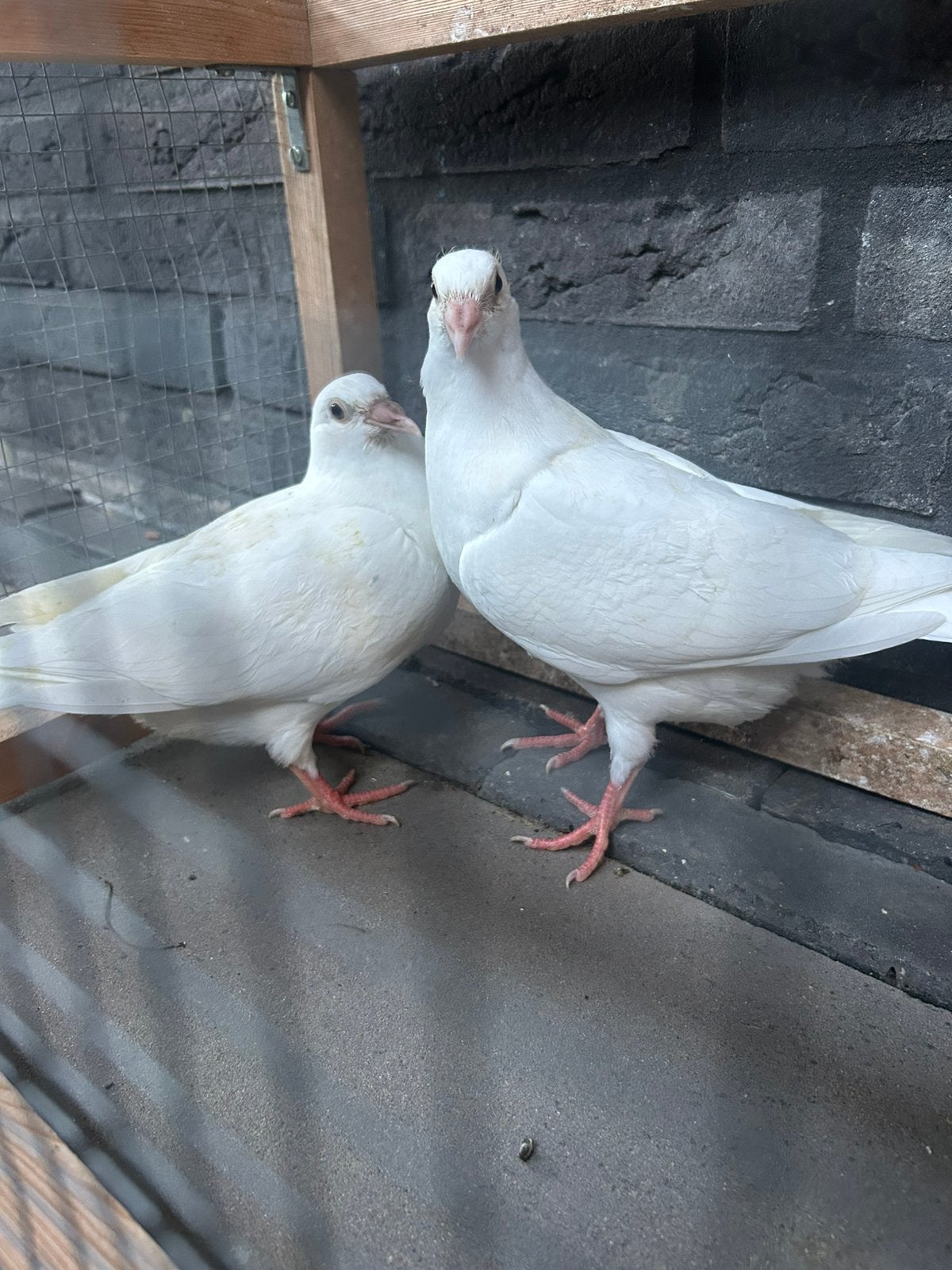 Jonge witte postduiven duiven piepers wit te koop, Dieren en Toebehoren, Meerdere dieren, Postduif