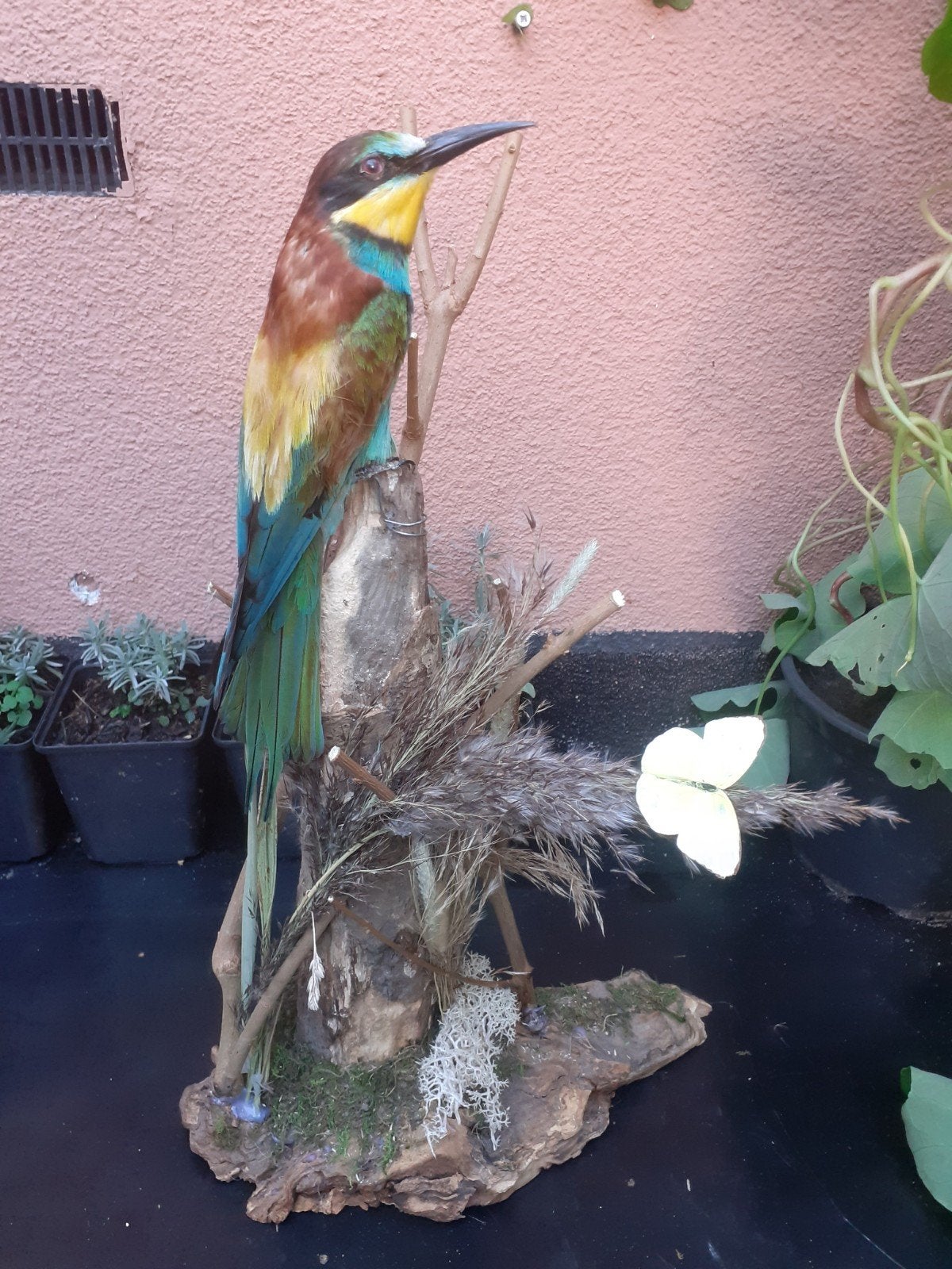 Opgezette Europese bijeneter met citroenemigrant, taxidermie, Verzamelen, Ophalen of Verzenden, Nieuw, Vogel, Opgezet dier