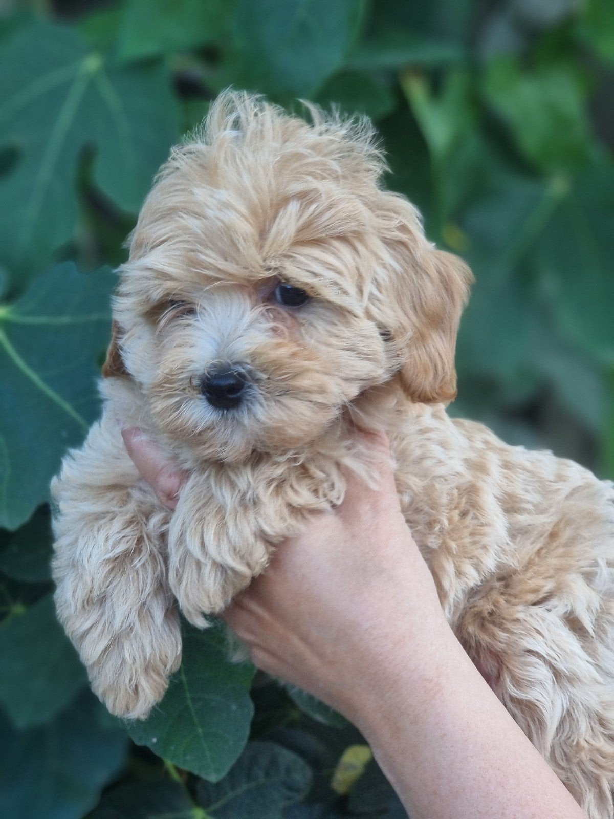 te koop prachtige maltipoo pups, 8 tot 15 weken, Parvo, Meerdere, Meerdere dieren