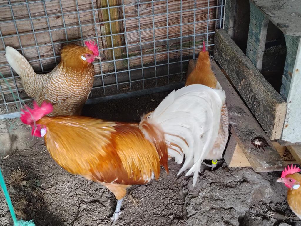 Mooie Friese Geelwitpel haan, Dieren en Toebehoren, Mannelijk, Kip
