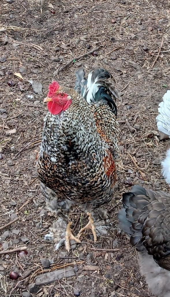 Brahma haan, Dieren en Toebehoren, Pluimvee, Mannelijk, Kip