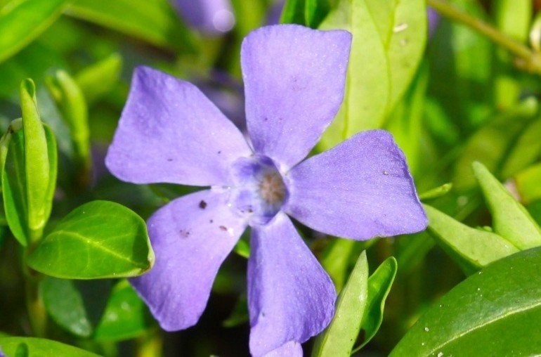 Vinca Minor P9 - Wintergroene Bodembedekker, Ophalen of Verzenden, Vaste plant, Halfschaduw
