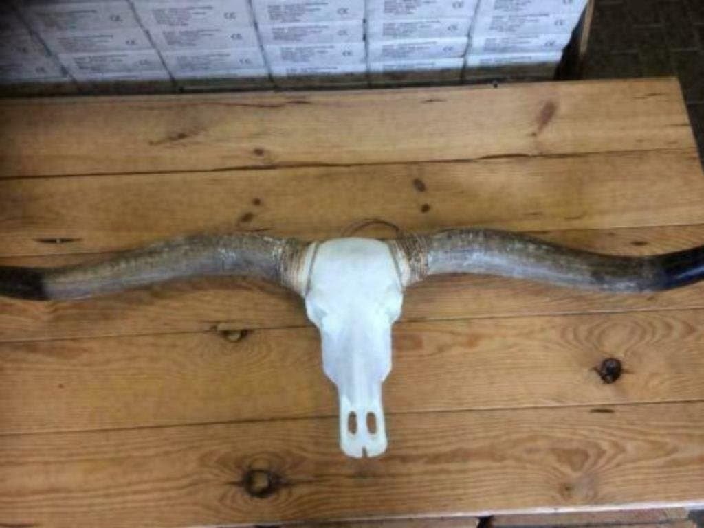 Foto 17 van Buffelschedels , Skulls , Longhorn , hoorns , bison schedels