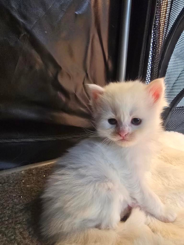 Kittens, Meerdere dieren, Ontwormd, 0 tot 2 jaar