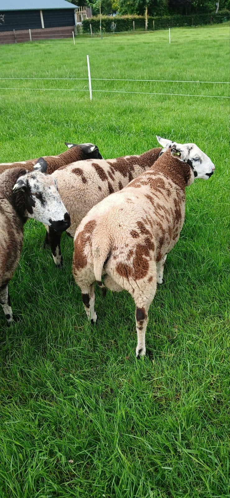 Te koop mooie bonte dekrammen, Mannelijk, Schaap, 0 tot 2 jaar
