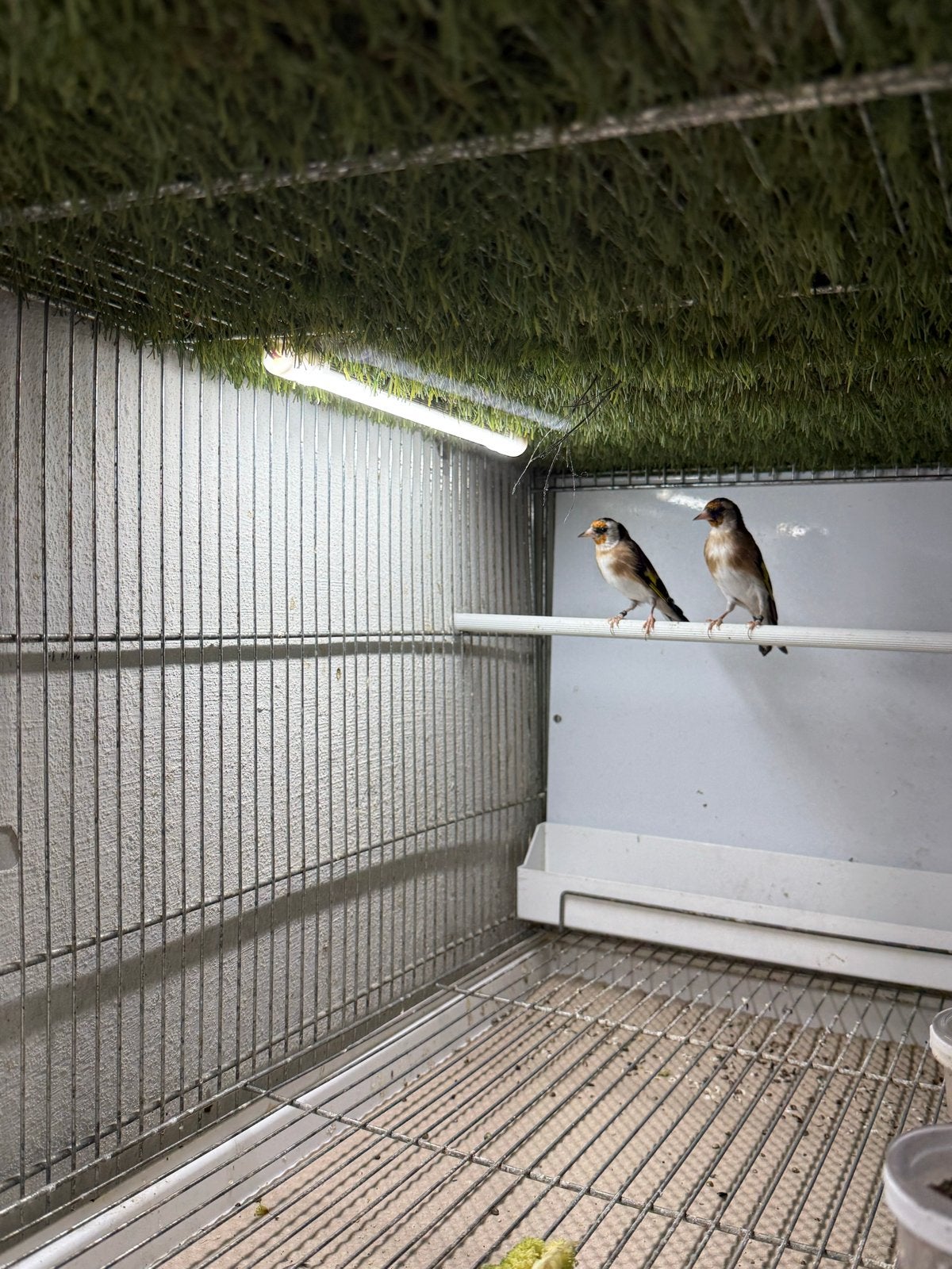 Parva putters, Dieren en Toebehoren