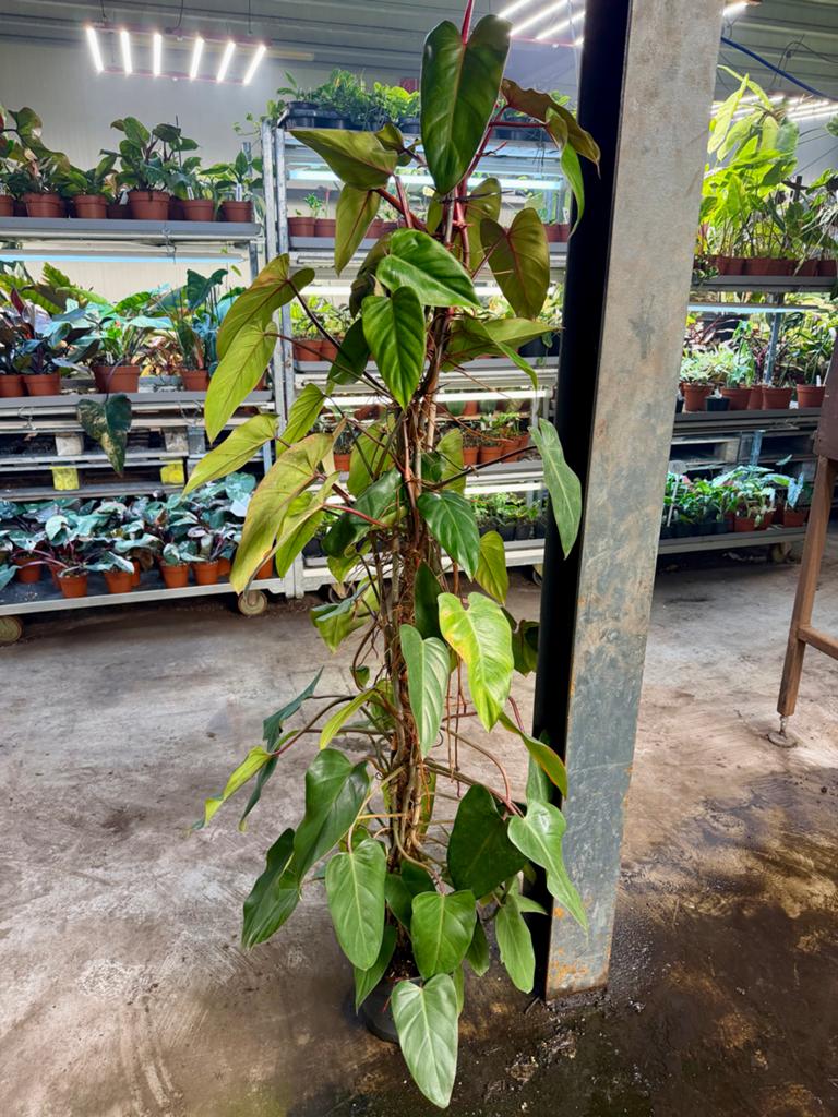 Philodendron 'Red Emerald' - 160cm hoog, Huis en Inrichting, Kamerplanten, Ophalen