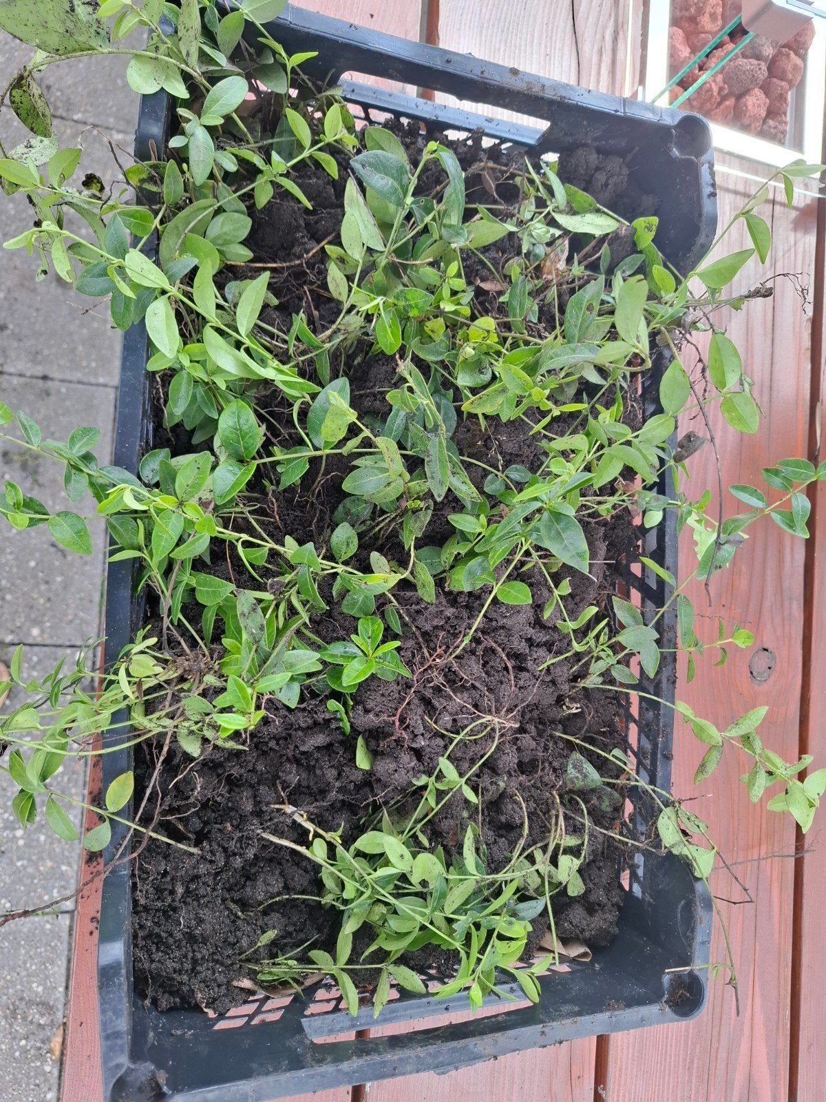 Maagdenpalm (Vinca minor) - Bodembedekker, Ophalen, Bodembedekkers, Halfschaduw