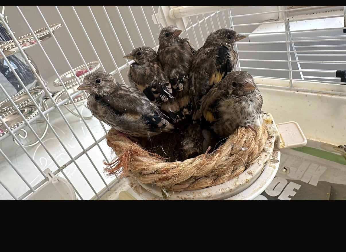 Parva/Bloemputter, Dieren en Toebehoren, Meerdere dieren, Wildzangvogel