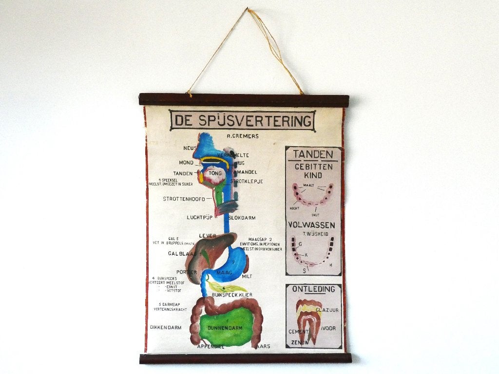 Anatomische schoolplaat De Spijsvertering  R.Cremers 1930, Ophalen of Verzenden, Natuur en Biologie