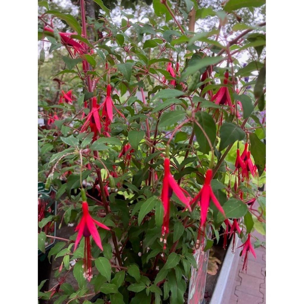 Fuchsia ‘Riccartonii in een 12 liter pot zeer groot dus., Tuin en Terras, Volle zon, Vaste plant, Zomer, Ophalen