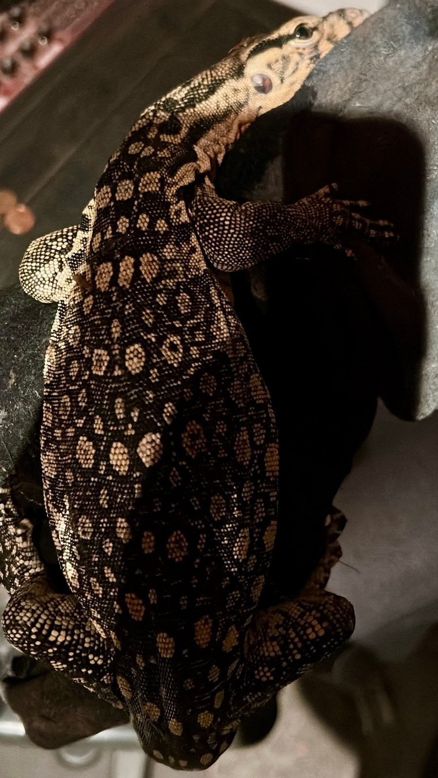 Sumbawa Varanus Salvator Monitor Lizard photo 5