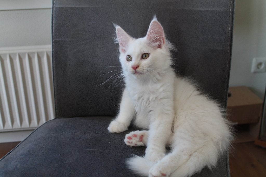 Main Coon kitten, Meerdere dieren, Gechipt, 0 tot 2 jaar