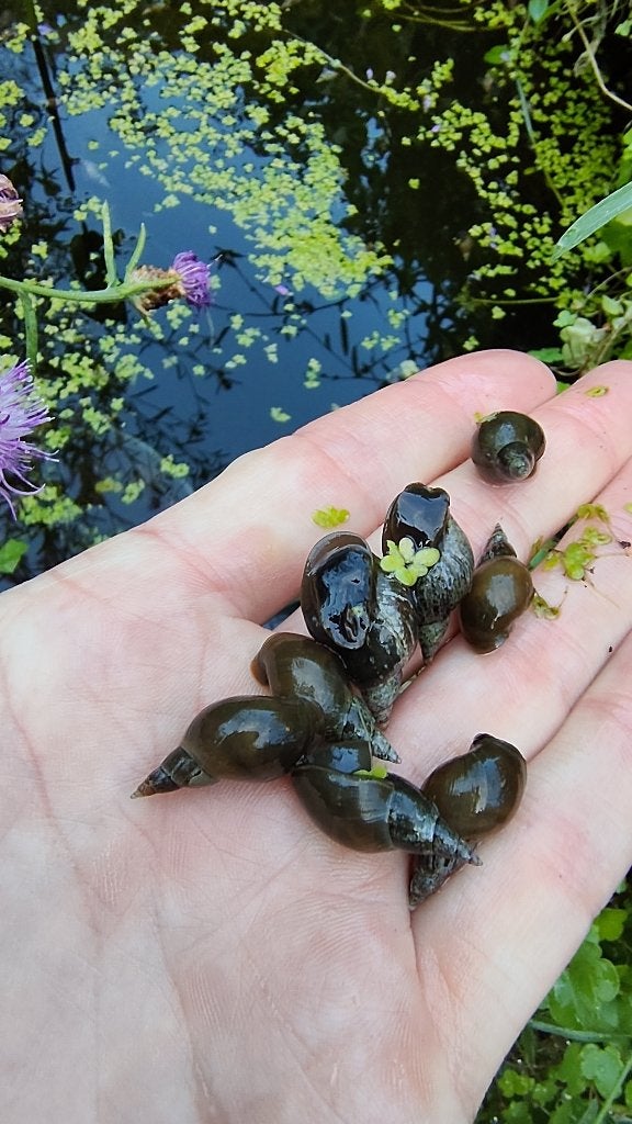 Poelslakken uit eigen biovijver, Ophalen, Nieuw