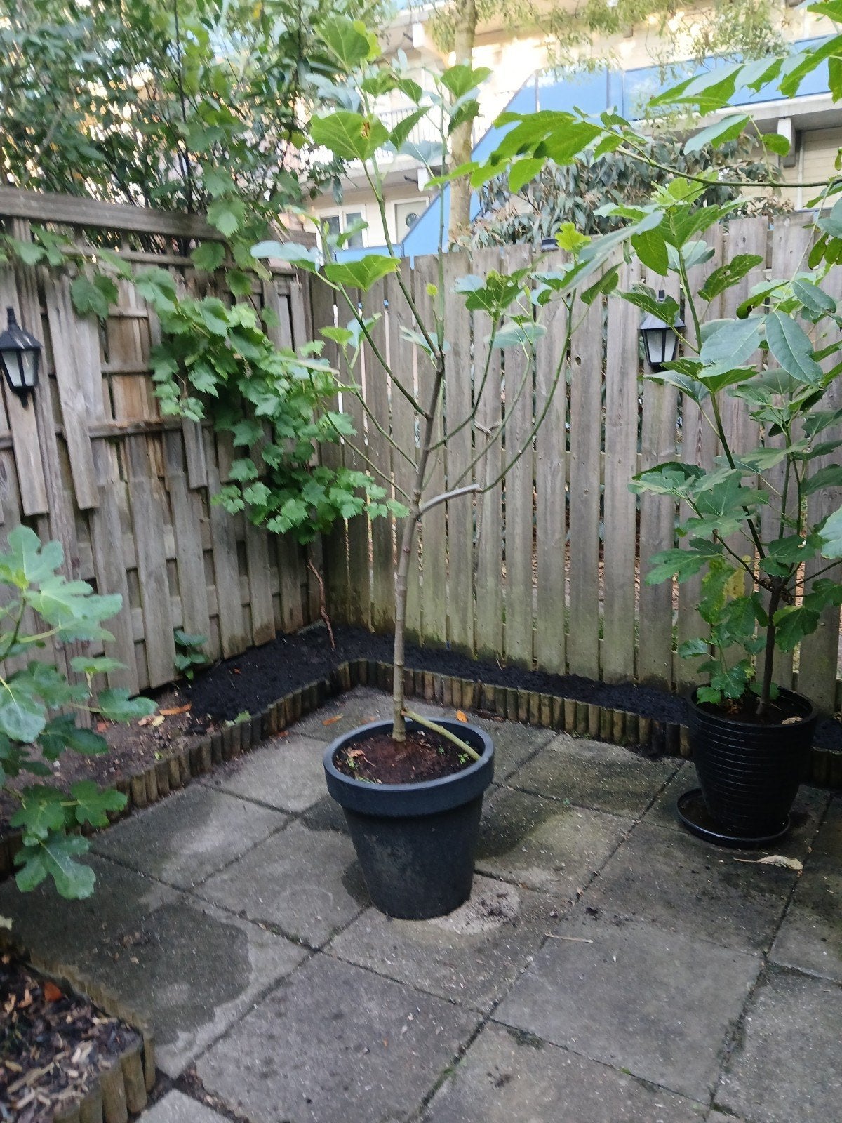 Gratis af te halen 3 vijgen boompjes uit Marokko, Tuin en Terras, Ophalen, Volle zon, Overige soorten, 100 tot 250 cm