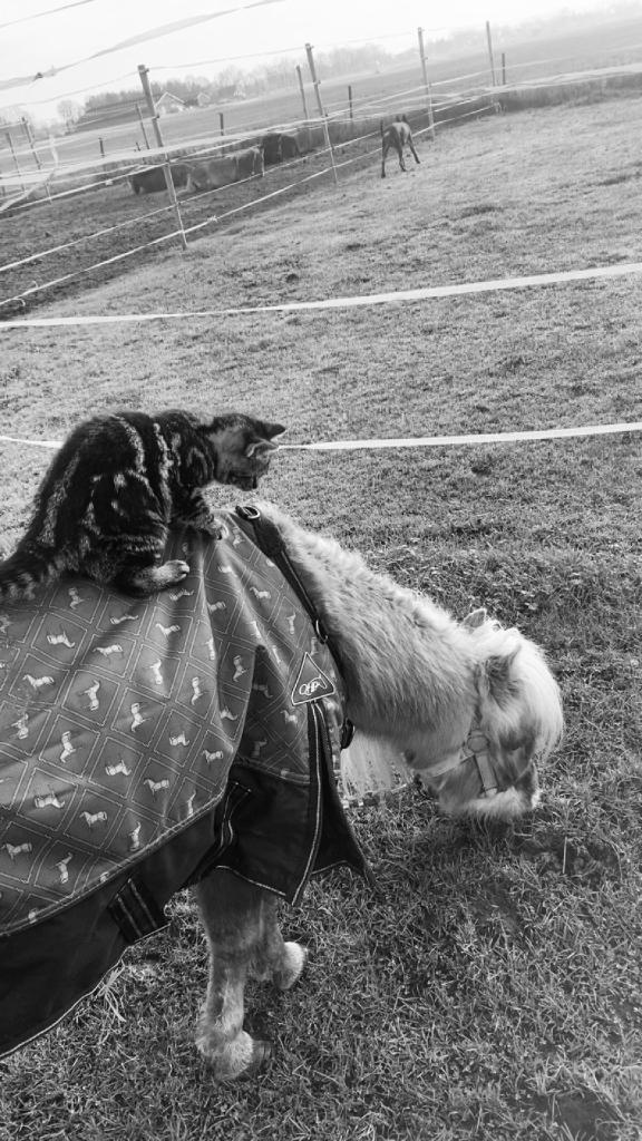 GEZOCHT WEIDE/stalling, Stalling, 1 paard of pony
