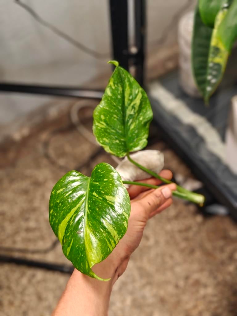 Monstera Electrolight, Ophalen of Verzenden, Halfschaduw, Minder dan 100 cm