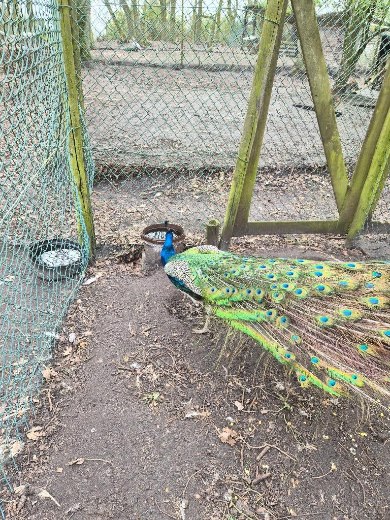 blauwe pauwen koppel, Dieren en Toebehoren, Meerdere dieren, Overige soorten