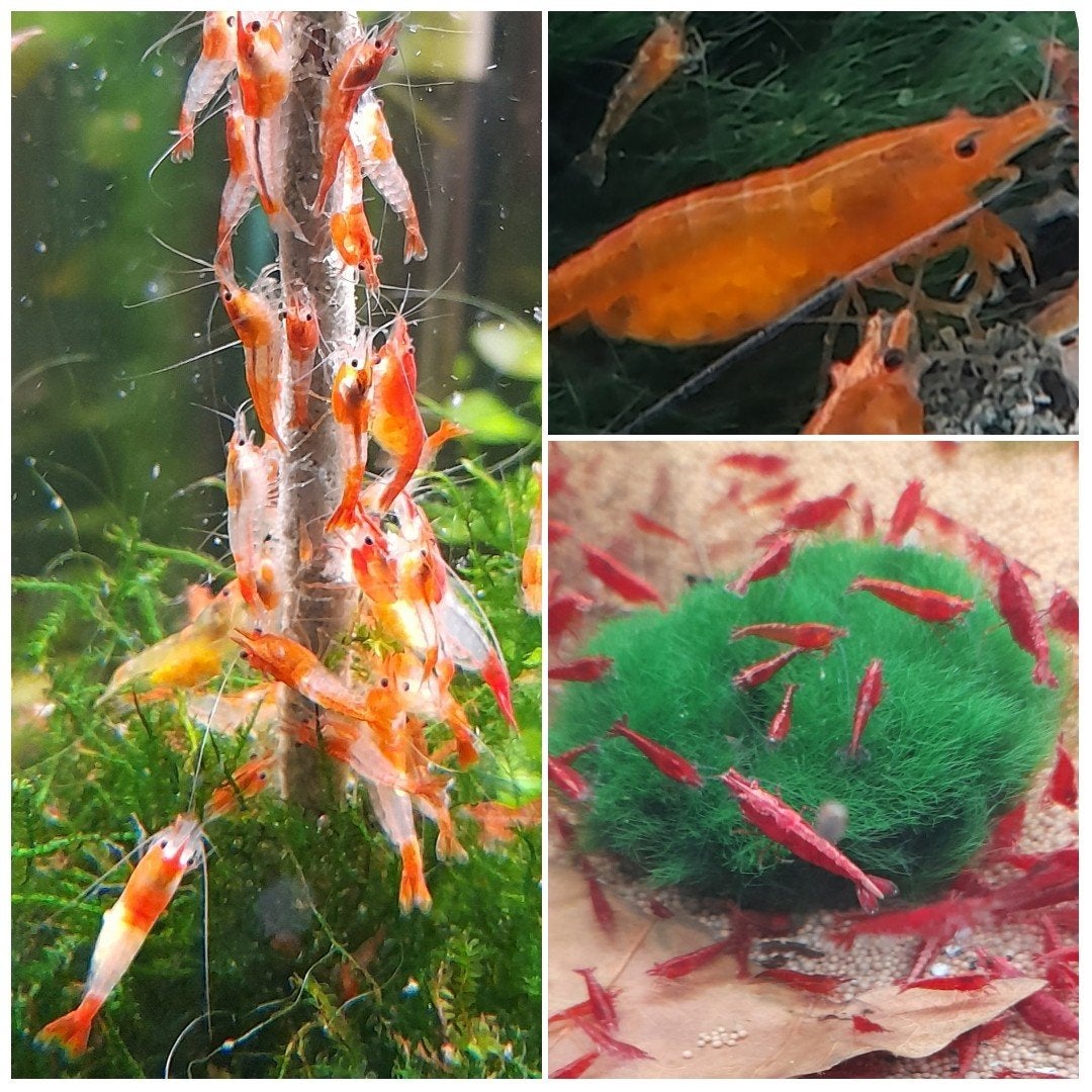 Mooie oranje Rili's, rode of oranje garnalen 15 voor 15 euro, Kreeft, Krab of Garnaal