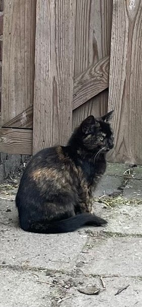 boerderij kitten, 15 weken oud, Poes, Kortharig, 0 tot 2 jaar