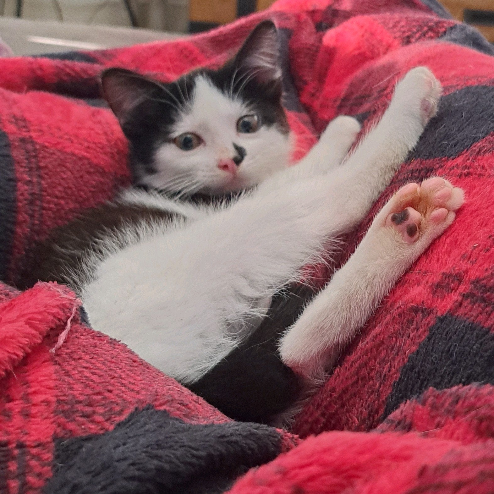 kitten, Kater, Ontwormd, 0 tot 2 jaar