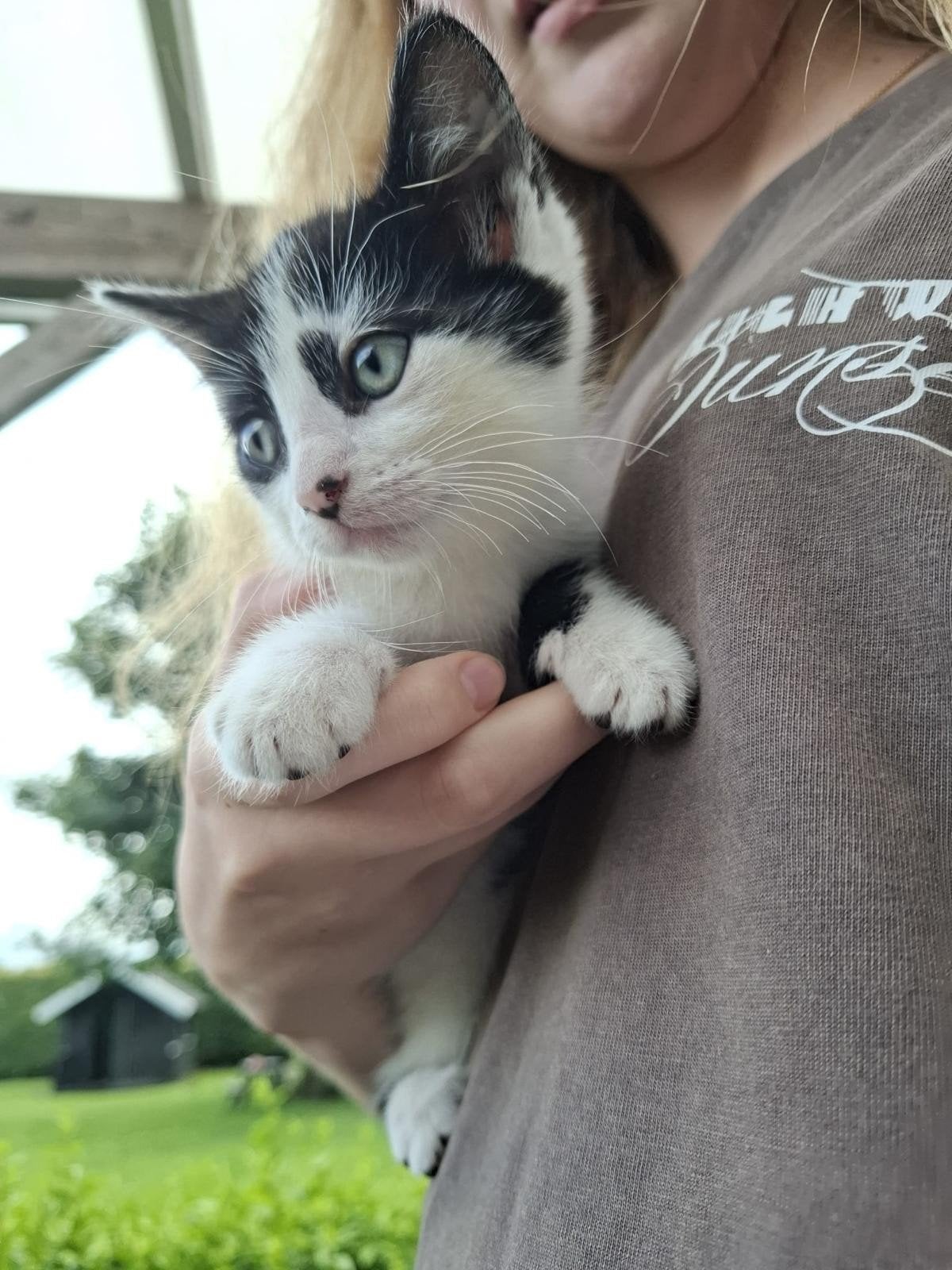 4 kittens te koop, Dieren en Toebehoren, Katten en Kittens | Overige Katten, Meerdere dieren