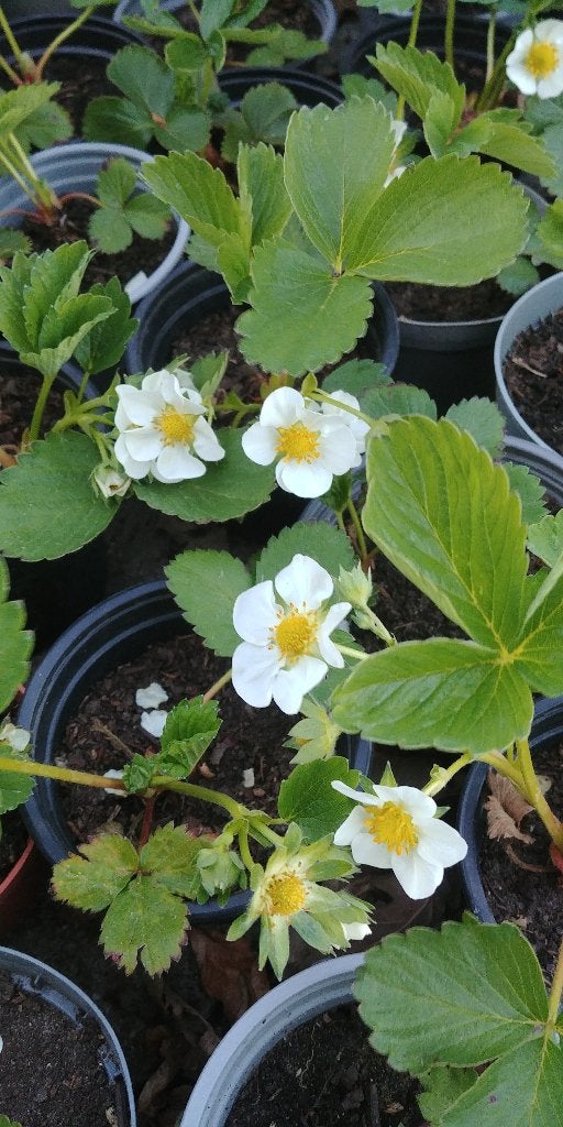 biologische aardbei planten in pot met kluit, Ophalen, Minder dan 100 cm, Overige soorten, Volle zon