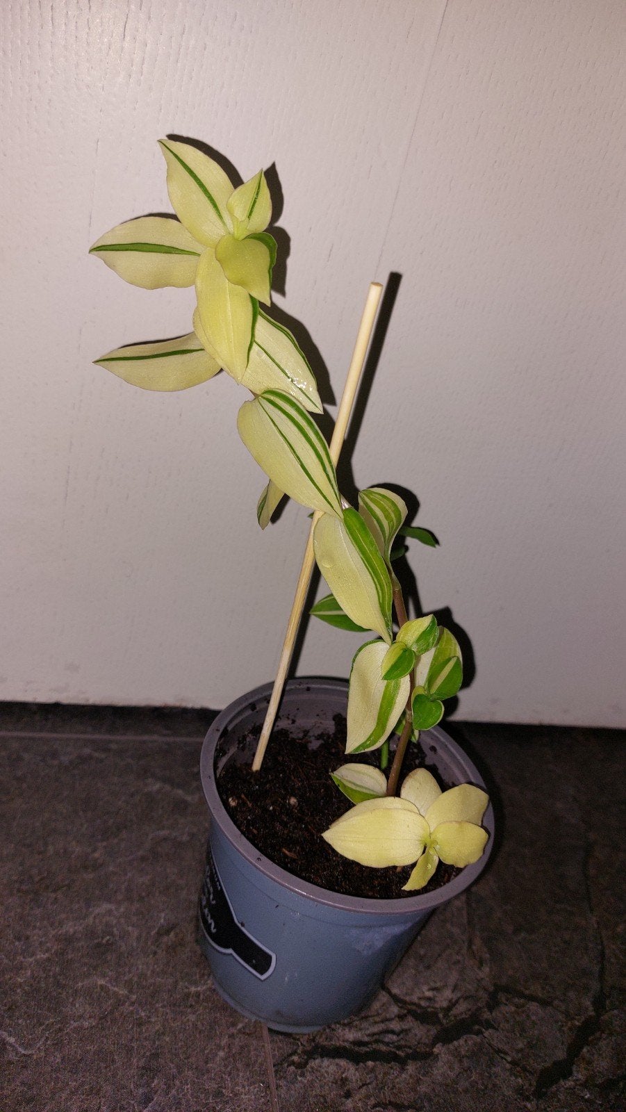 tradescantia variegata, Ophalen of Verzenden