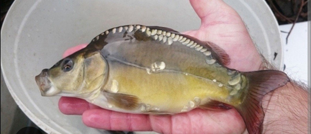 spiegelkarpers gezocht, Dieren en Toebehoren, Karper of Koi