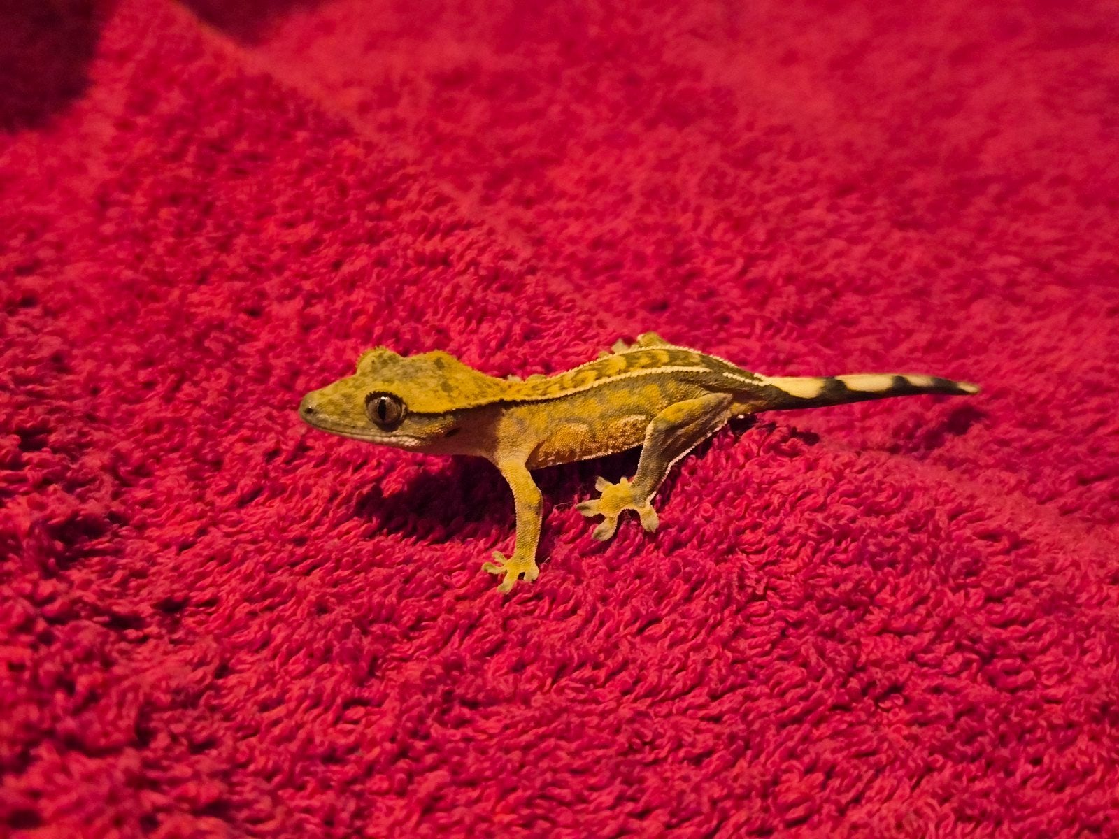 wimper gekko Charm Crested Gecko photo 4
