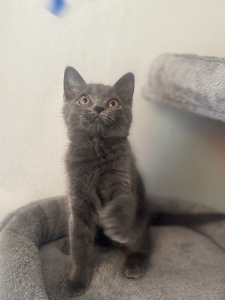 Lieve kitten Leyla zoekt een liefdevol thuis, Poes, Ontwormd, 0 tot 2 jaar