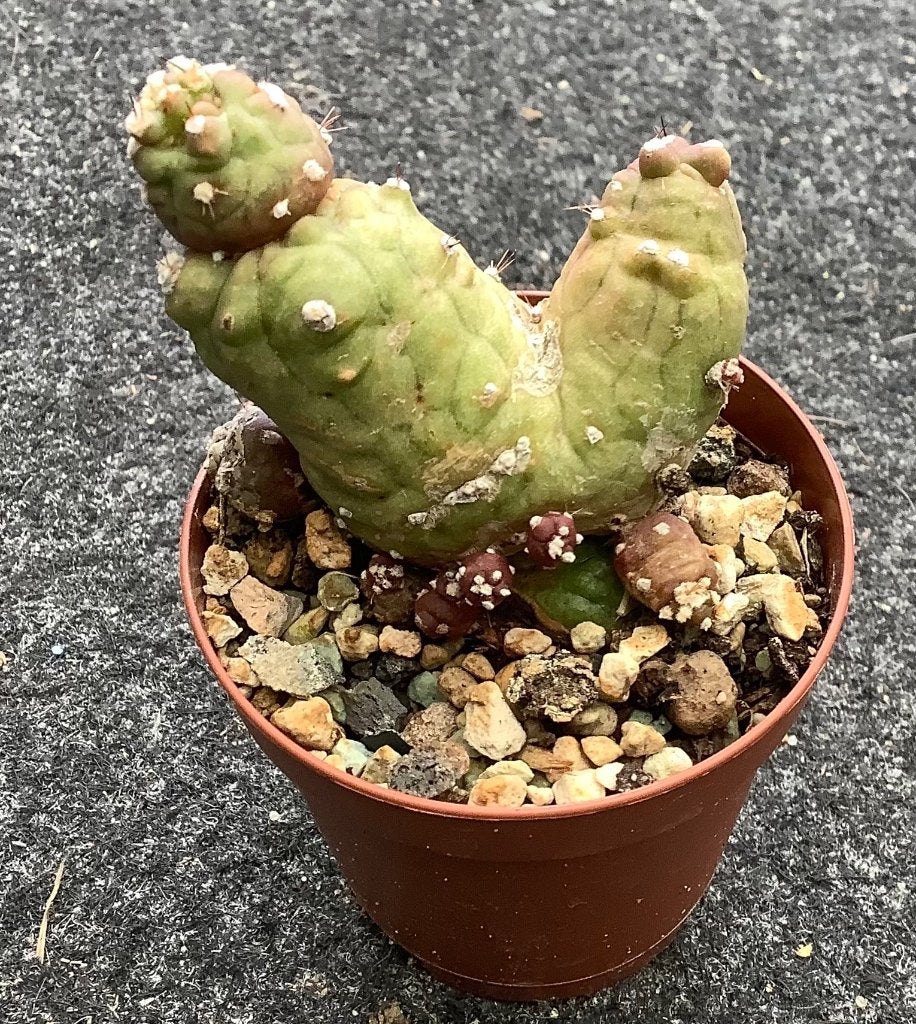 Cactus, Echinopsis, Ophalen of Verzenden, Cactus, Volle zon, Minder dan 100 cm