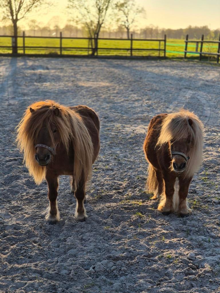 3 super lieve pony's 2 met stamboom, Ruin, Recreatiepony, Met stamboom