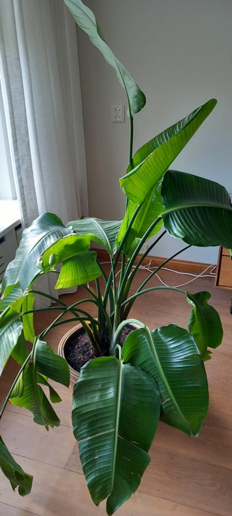 Strelitia plant per stuk te koop i.v.m. emigratie, Huis en Inrichting, Kamerplanten, Ophalen of Verzenden, Halfschaduw, Minder dan 100 cm