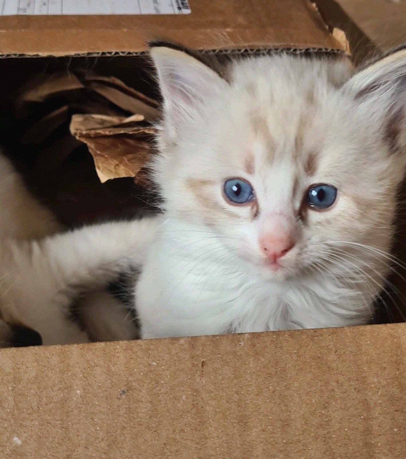 Super lieve Ragdoll kittens met stamboom, Dieren en Toebehoren, Katten en Kittens | Raskatten | Langhaar, Kater, Met stamboom