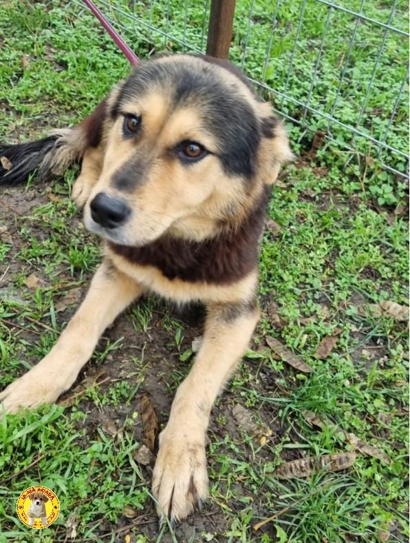 Knappe Kim ter adoptie!, Dieren en Toebehoren, Honden | Niet-rashonden, Particulier, Buitenland, Teef, Eén hond