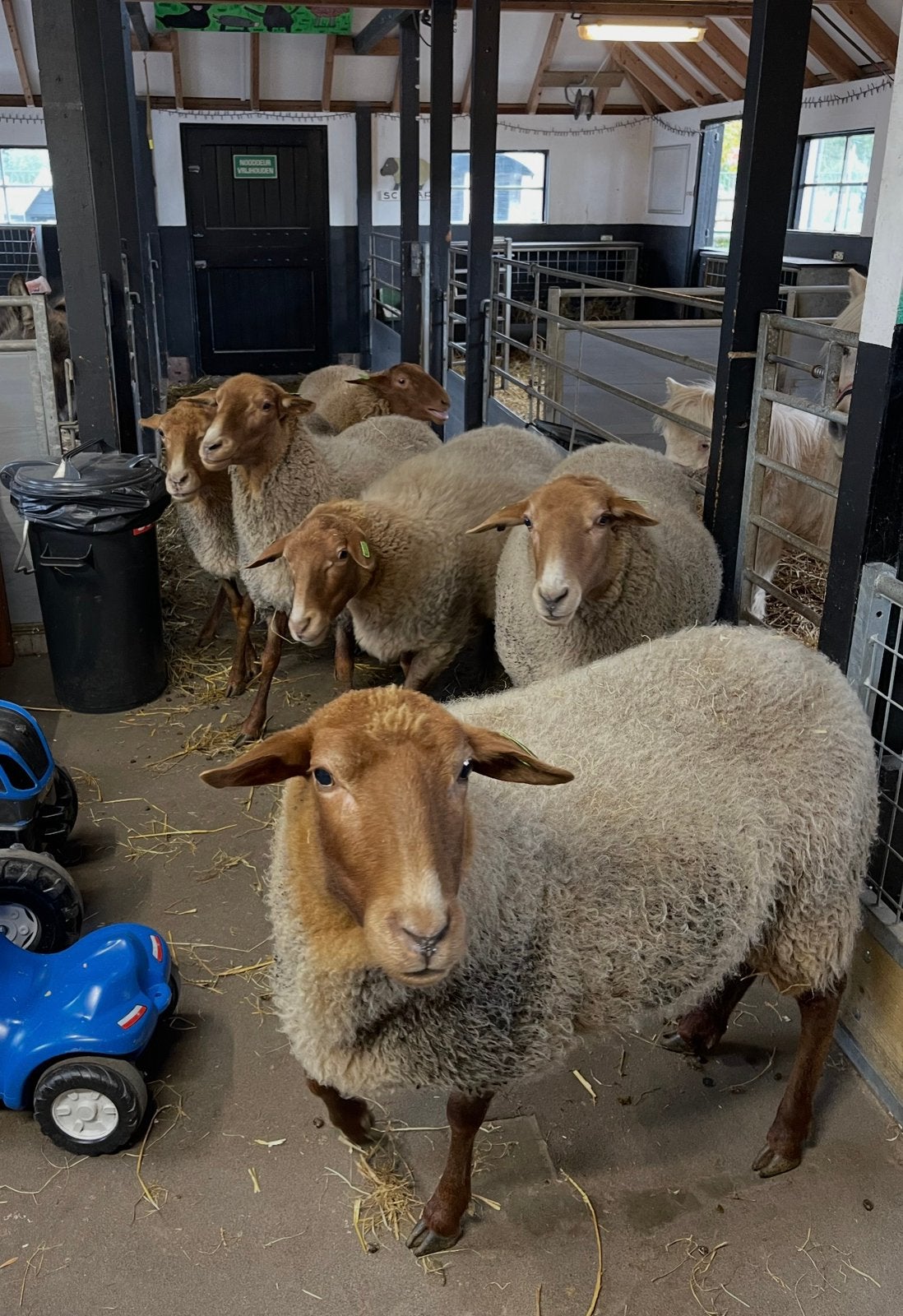 GEZOCHT: COBURGER FUCHS RAM ZWOEGERVRIJ!, Mannelijk, Schaap