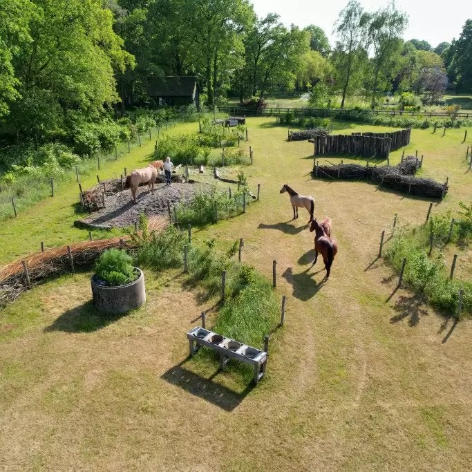 Nieuw huisje gezocht omgeving Amsterdam : 24/7 buiten, Dieren en Toebehoren, Stalling en Weidegang, Weidegang, 1 paard of pony