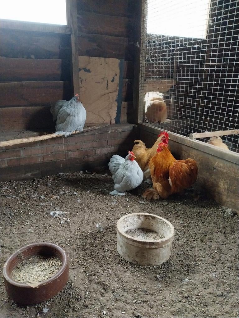 Cochinkriel kippen, Meerdere dieren, Kip