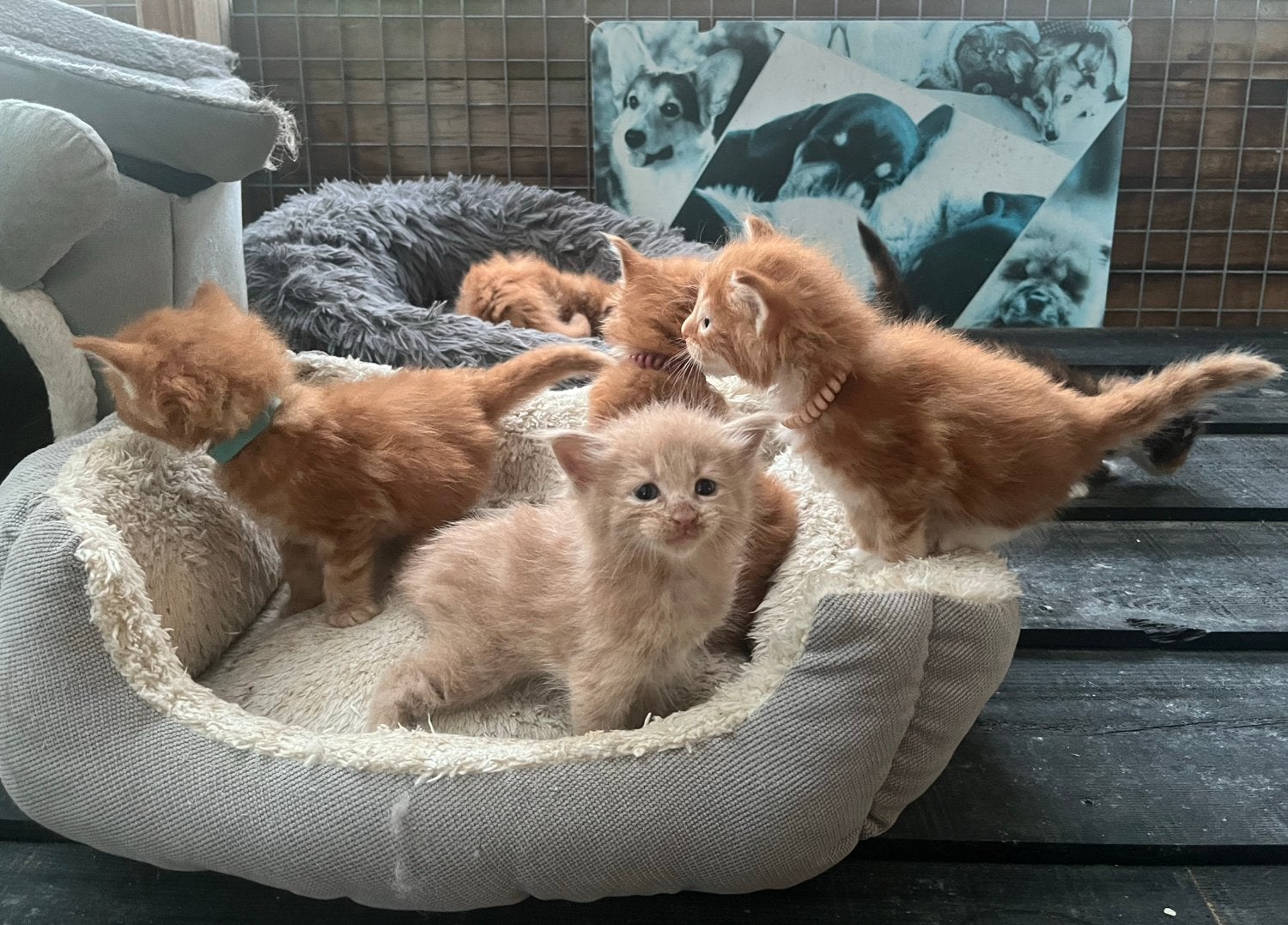 Rode wondertjes - Maine Coon kittens, katertjes, Dieren en Toebehoren, Katten en Kittens | Raskatten | Langhaar, Meerdere dieren