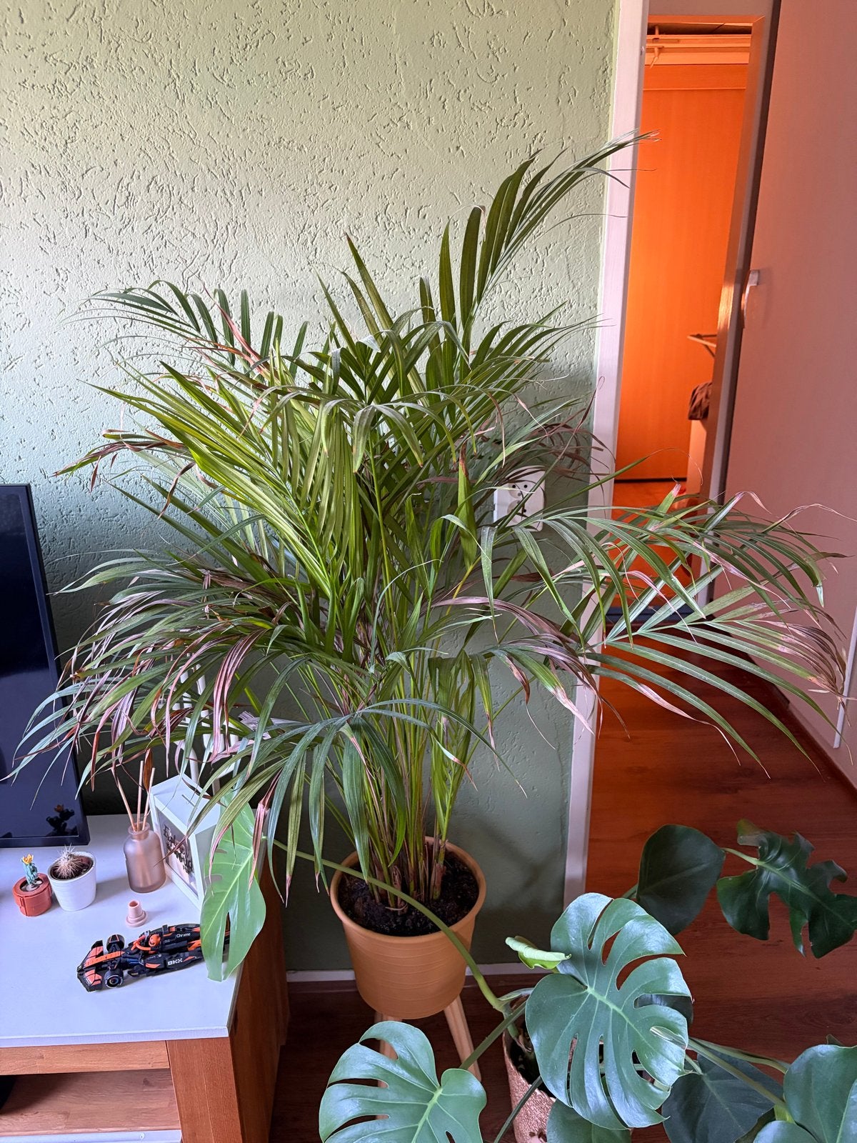 Grote Areca Palm - Kamerplant in pot, Huis en Inrichting, Ophalen, 100 tot 150 cm, Palm, Halfschaduw
