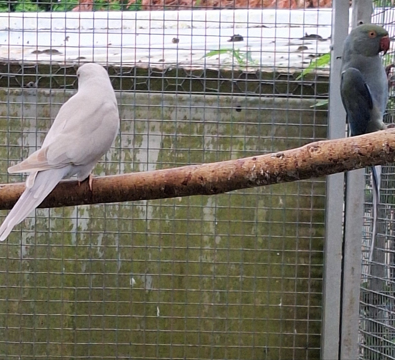 ddiverse koppels halsbandparkieten, Meerdere dieren, Parkiet