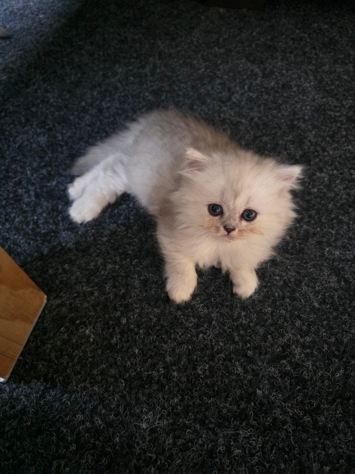 Katten voor koop, Poes, Langharig, 0 tot 2 jaar