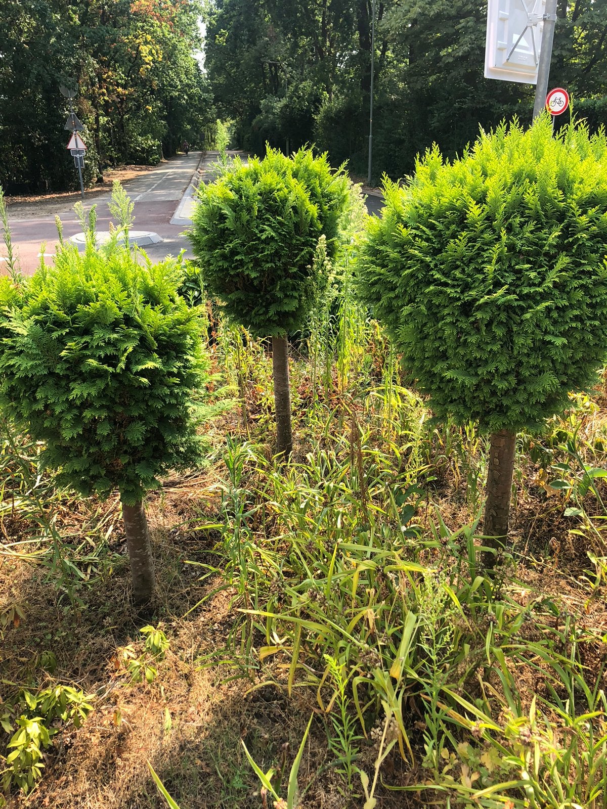 Conifeer bomen, Ophalen, Bloeit niet, Halfschaduw, Overige soorten