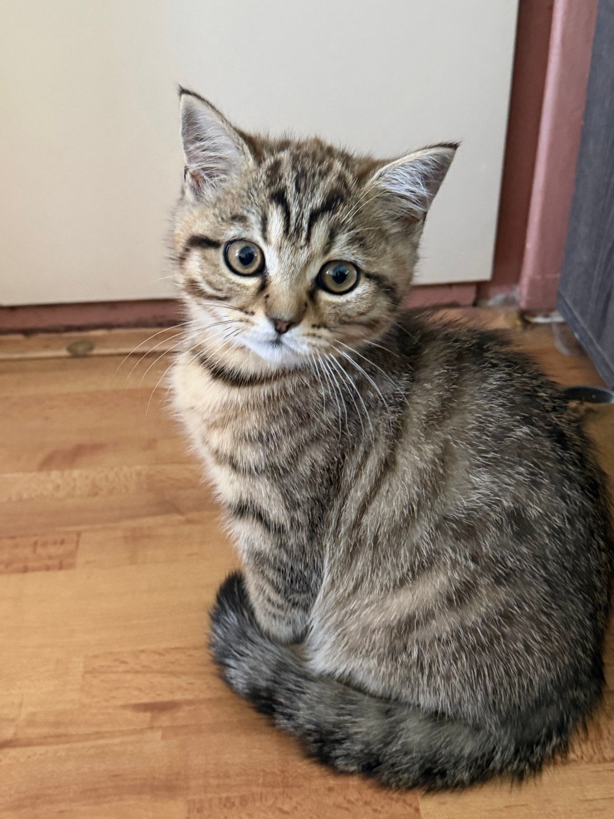 Kitten, Kater, Ontwormd, 0 tot 2 jaar