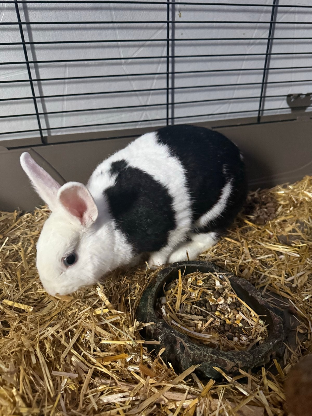 Konijn te koop, Dieren en Toebehoren, Knaagdieren en Konijnen | Toebehoren, Ophalen, Zo goed als nieuw, Transportkoffer of -box