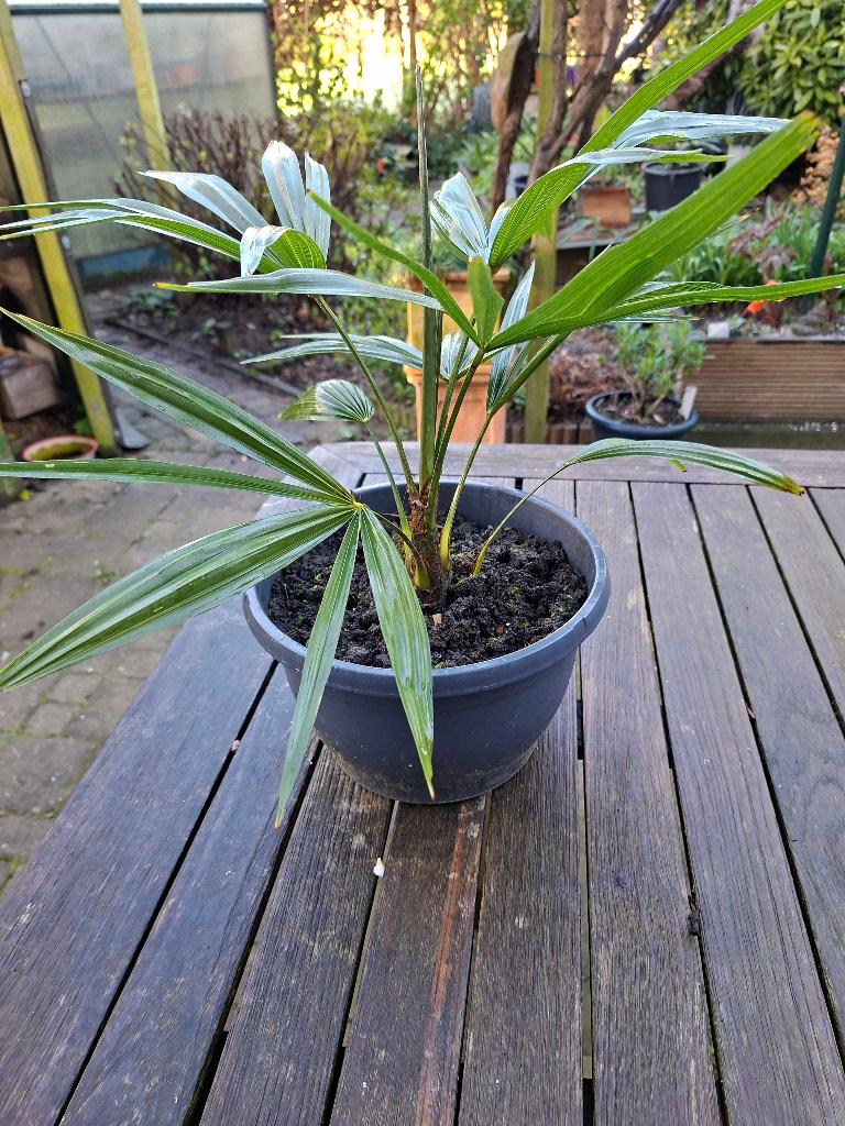 stek palmboom Chinese Windmill Palm, Tuin en Terras, Planten | Bomen, 100 tot 250 cm, Zomer, Palmboom, Ophalen